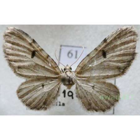 Eupithecia absinthiata (Clerck, 1759) Czech61